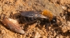 Andrena clarkella Copyright: Jeremy Dagley