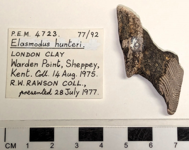 Elasmodus hunteri left mandibular plate London Clay fossil Copyright: William George