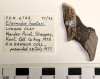 Elasmodus hunteri left mandibular plate London Clay fossil