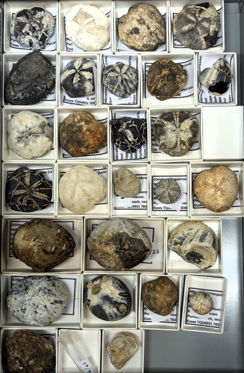 Drawer of fossil echinoids Micraster Echinocorys Conulus Copyright: William George