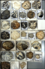 Drawer of fossil echinoids Micraster Echinocorys Conulus 