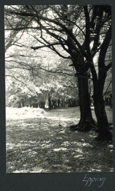 Epping Forest 1955 Photograph Album Copyright: Photograph Album