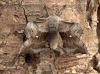 Poplar Hawk-moth Laothoe populi Copyright: Graham Ekins