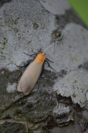 Four-spotted Footman (male) Copyright: Samuel Chamberlin