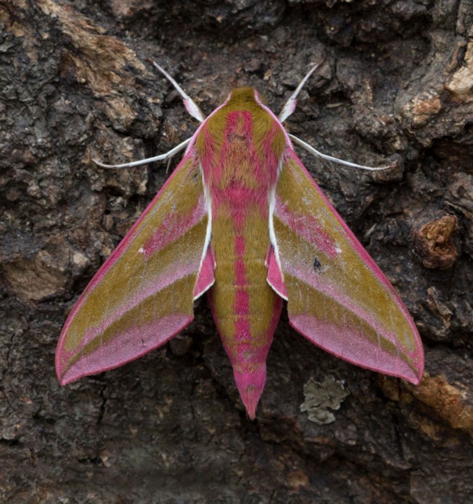 Elephany Hawk-moth Deilephila elpenor Copyright: Graham Ekins
