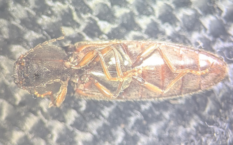 Athous haemorrhoidalis underside Copyright: Robert Smith