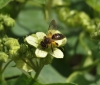 Andrena florea mining bee Copyright: Malcolm Riddler
