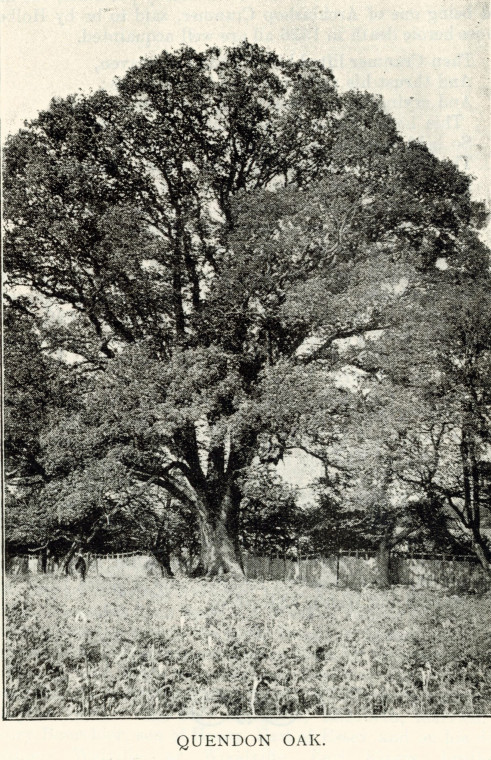 Quendon Oak 1897 Copyright: William George