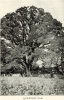 Quendon Oak 1897 