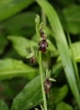Ophrys insectifera Copyright: Sue Grayston