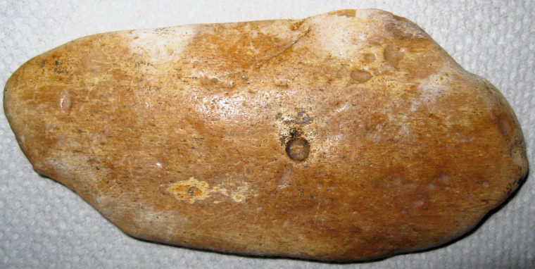 Whale bone fragment Pliocene Copyright: William George