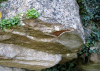 Audley End Gardens Pulhamite artificial cliff 1850s close up 