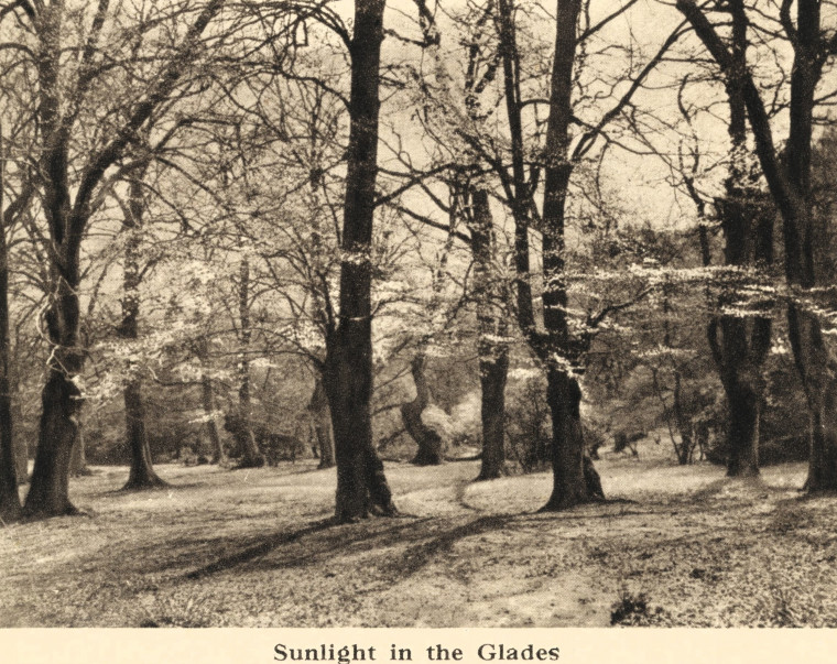 Epping Forest Sunlight in the Glades Arthur Mee 1942 Copyright: Arthur Mee 1942