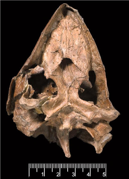 Puppigerus camperi turtle underside of skull Walton on the Naze Copyright: William George