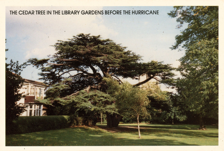 Leigh on Sea Library Garden Cedar Tree Copyright: William George