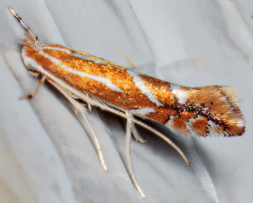 Phyllonorycter dubitella 26-08-2024 Copyright: Bill Crooks