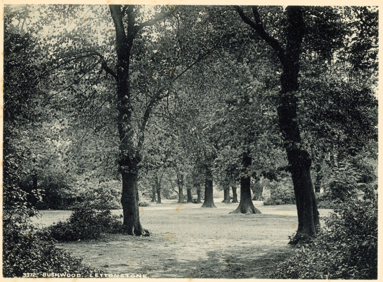 Leytonstone Bush Wood 1900 Copyright: G H Holford