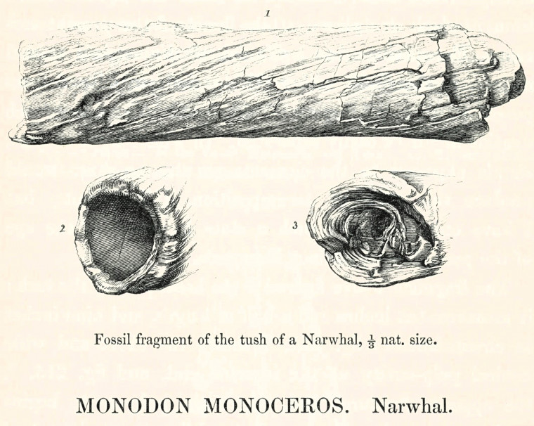 Narwhal tusk Monodon monoceros fossil Essex Copyright: William George