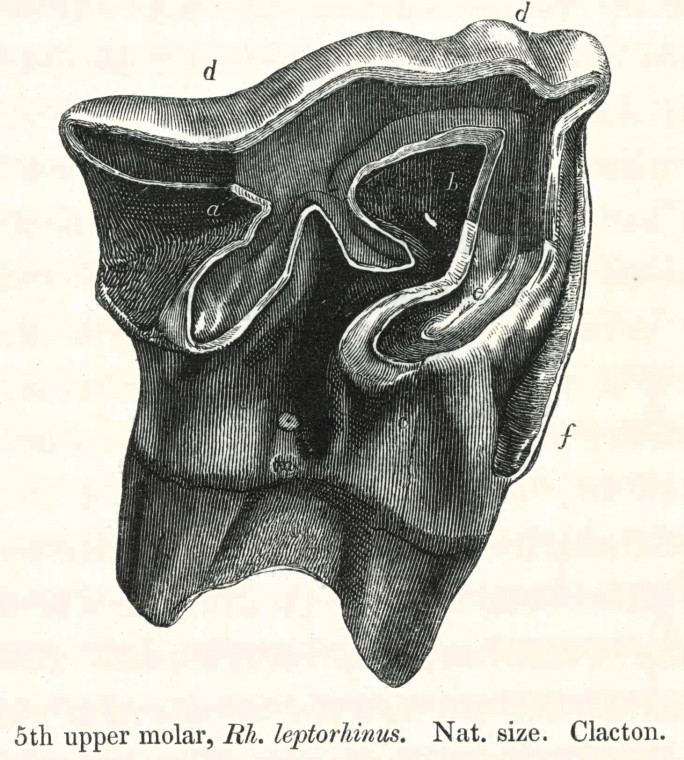 Rhinoceros leptorhinus  5th upper molar 1845 Owen image Copyright: William George