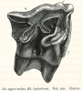 Rhinoceros leptorhinus  5th upper molar 1845 Owen image 