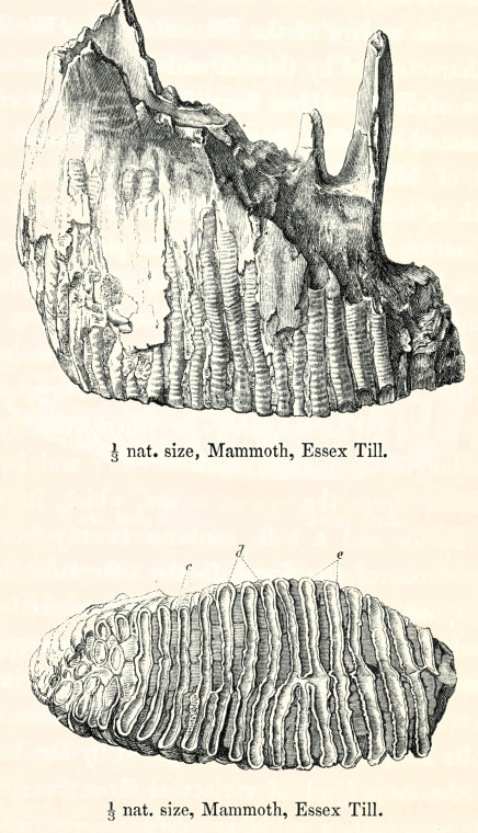 Mammoth Tooth Essex Till 1845 image Copyright: William George