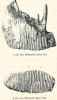 Mammoth Tooth Essex Till 1845 image 