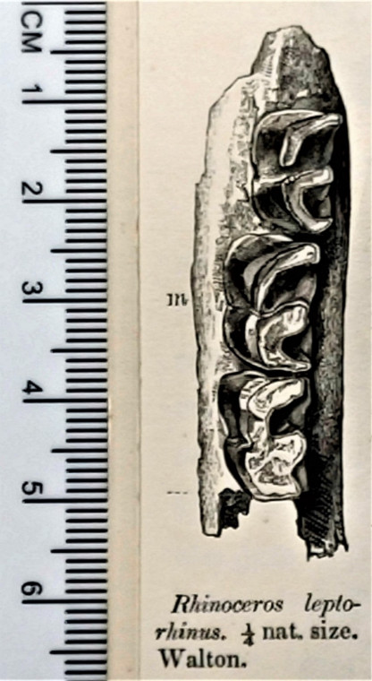 Walton on the Naze Rhinoceros jaw fragment 120000 years old Copyright: William George