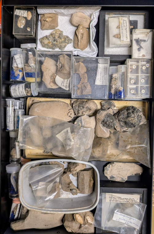 London Clay fossils in drawer from Waterworks Corner Copyright: Mike Daniels Collection