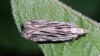 Moth - Anarsia innoxiella Copyright: Raymond Small