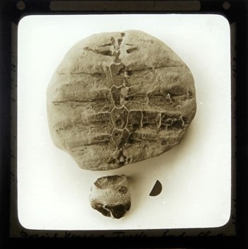 Frinton fossil turtle London Clay Copyright: William George