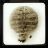 Frinton fossil turtle London Clay 