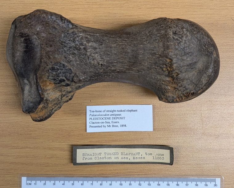 straight-tusked elephant (Palaeoloxodon antiquus) toe bone 1 Copyright: Mr Bree 1898