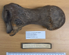 straight-tusked elephant (Palaeoloxodon antiquus) toe bone 1