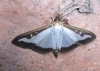 Boxworm Moth Copyright: Kathleen Black