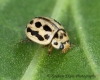 Tytthaspis sedecimpunctata  (16-Spot Ladybird) Copyright: Graham Ekins