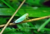 Cicadella viridis Copyright: Peter Harvey