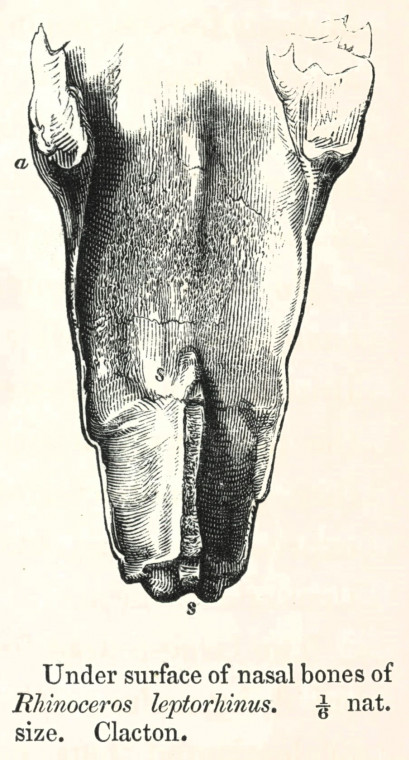 Rhinoceros leptorhinus  nasal bone Clacton 1845 image Copyright: William George