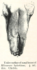 Rhinoceros leptorhinus  nasal bone Clacton 1845 image 