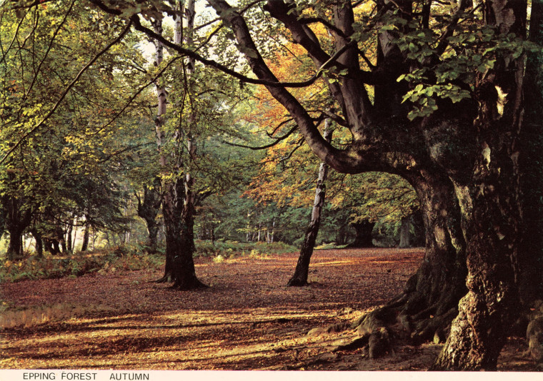 Epping Forest Autumn Post Card Copyright: William George