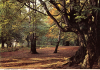 Epping Forest Autumn Post Card 