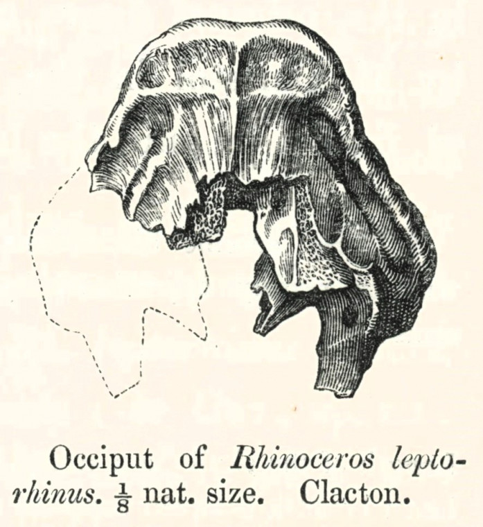 Rhinoceros leptorhinus  occipital Clacton 1845 Owen image Copyright: William George