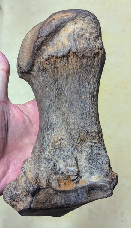 straight-tusked elephant (Palaeoloxodon antiquus) toe bone 3 Copyright: Mr Bree 1898