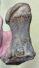 straight-tusked elephant (Palaeoloxodon antiquus) toe bone 3