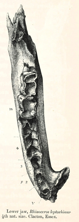 Rhinoceros leptorhinus  jaw Pleistocene Clacton 1845 image Copyright: William George