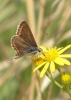 Brown argus butterfly Copyright: Sue Grayston