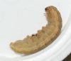 LYU - larvae Copyright: Robert Smith