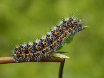 Emperor Moth (Caterpillar early instar) Copyright: Malcolm Riddler