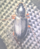 Calathus fuscipes 