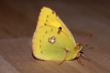 Clouded Yellow 2