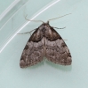 Nola cucullatella  Short-cloaked Moth 1 Copyright: Graham Ekins